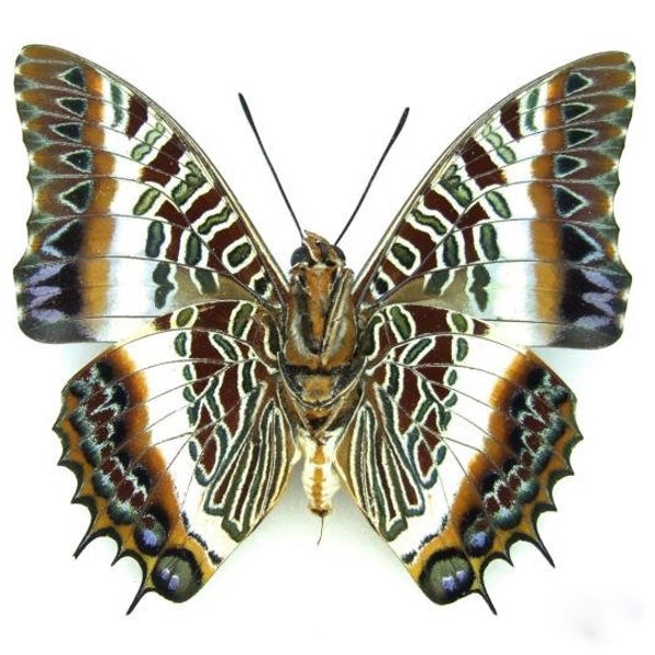 Real Charaxes brutus Butterfly, spread for your project or laminated or unmounted