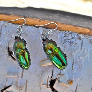 Floating Real Stag Beetle Earrings Green & Rust Moonrise Kingdom Movie image 5