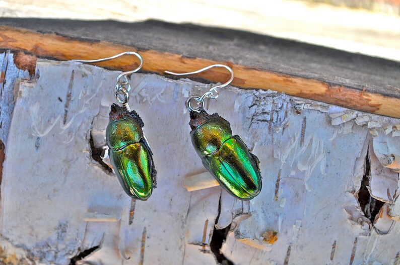 Floating Real Stag Beetle Earrings Green & Rust Moonrise Kingdom Movie image 5