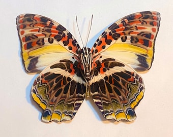 Real Agatasa calydonia "Glorious Begum" Butterfly,  A- Quality, spread for your project or laminated or unmounted