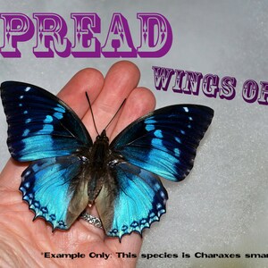 May include: A blue and black butterfly with its wings spread open, held in a hand. The butterfly has a dark brown body and a light blue border around its wings. The text "SPREAD WINGS OPEN" is written in purple letters above the butterfly. The text "Example Only: This species is Charaxes smaragdalis" is written below the butterfly.