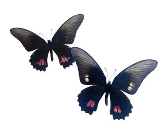 Real Papilio anchisiades A-, spread for your project or laminated or unmounted