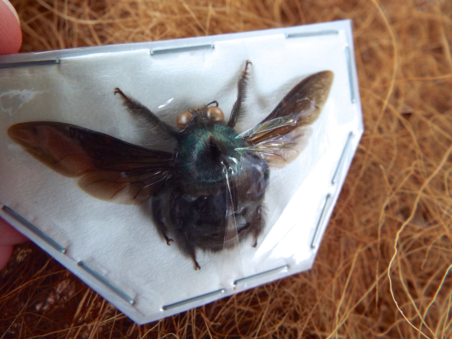 Blue Carpenter Bees, Xylocopa caerulea MALES from Java  Real Dried Insects