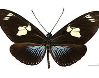 Heliconius doris blue Real Butterflies, Spread for your project or laminated or unmounted