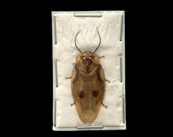 Real Dried Centurion Roach, Gyna centurio Males