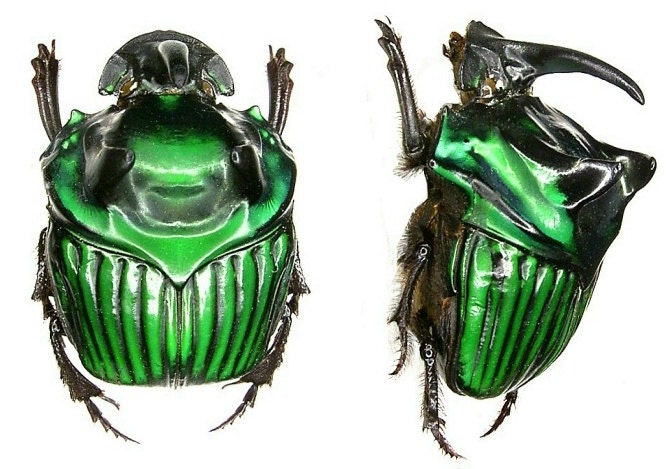 OVERSTOCK: Real Green Dung Beetles, Oxysternon conspicillatum