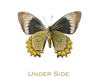 Real Battus madyes, "Madyes Swallowtail", spread for your project or laminated or unmounted
