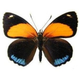May include: A black butterfly with orange wings and blue accents on the underside.