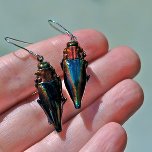 Floating Real Jewel Beetle Earrings, Cyphogastra javanica, similar to Moonrise Kingdom image 5