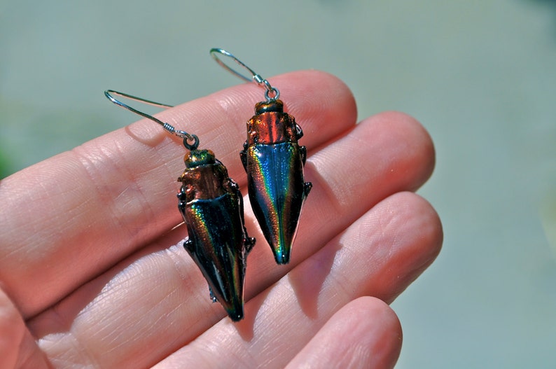 Floating Real Jewel Beetle Earrings, Cyphogastra javanica, similar to Moonrise Kingdom image 5