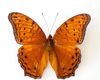 Vindula arsinoe, "Cruiser" Butterflies, Spread for your project or laminated or unmounted