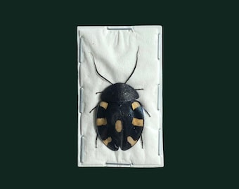 Cucaracha Domino seca auténtica, Therea petiveriana