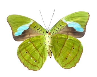 Real Nessaea hewitsoni Butterfly, spread for your project or laminated or unmounted
