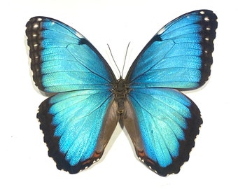 Real Blue Morpho, Morpho peleides, Butterfly, spread for your project or laminated or unmounted