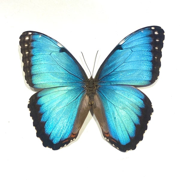 Real Blue Morpho, Morpho peleides, Butterfly, spread for your project or laminated or unmounted