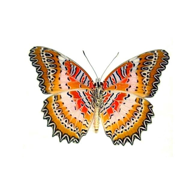 Real Cethosia biblis "Red Lacewing" Butterfly, spread for y…
