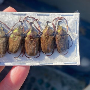 OVERSTOCK: Bronze Horned Flower Beetles, 5 pack, Mycteristes rhinophyllus image 4