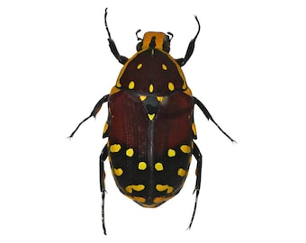 Madagascar Flower Beetles, Euchroea histrionica