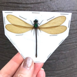 Female Damselfly, Real Dragonfly Vestalis luctuosa