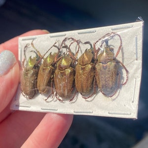 OVERSTOCK: Bronze Horned Flower Beetles, 5 pack, Mycteristes rhinophyllus image 6
