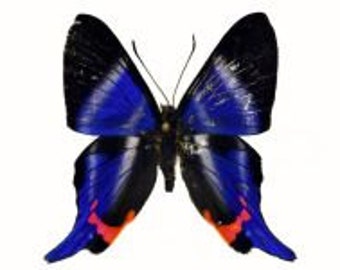 Rhetus periander, Real Butterfly, Ready for your project