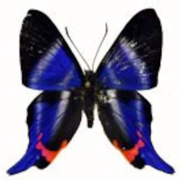 Rhetus periander, Real Butterfly, Ready for your project