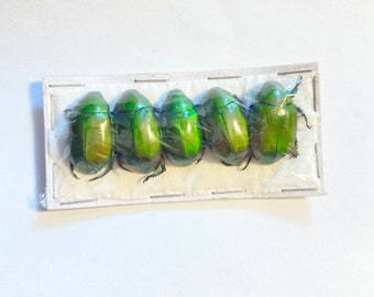 OVERSTOCK: Real Green Flower Beetles, 5 pack,  Anomala cupripes