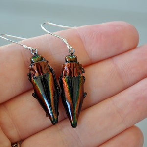 Floating Real Jewel Beetle Earrings, Cyphogastra javanica, similar to Moonrise Kingdom image 2