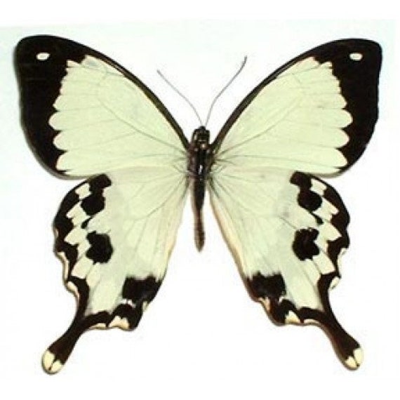 Papilio dardanus,unmounted butterfly