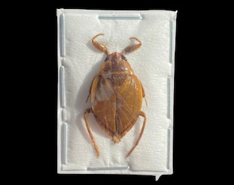 Asian Water Bug, Diplonychus rusticus