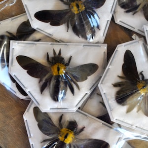Carpenter Bees, Xylocopa aestuans females from Java  Real Dried Insects