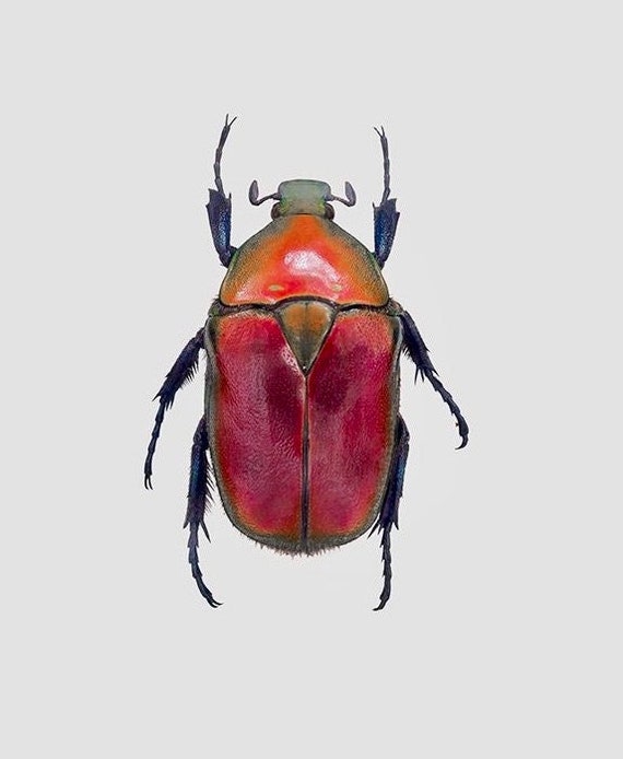 OVERSTOCK: Real Red Flower Beetle from Thailand, Torynorrhina flammea "red form"