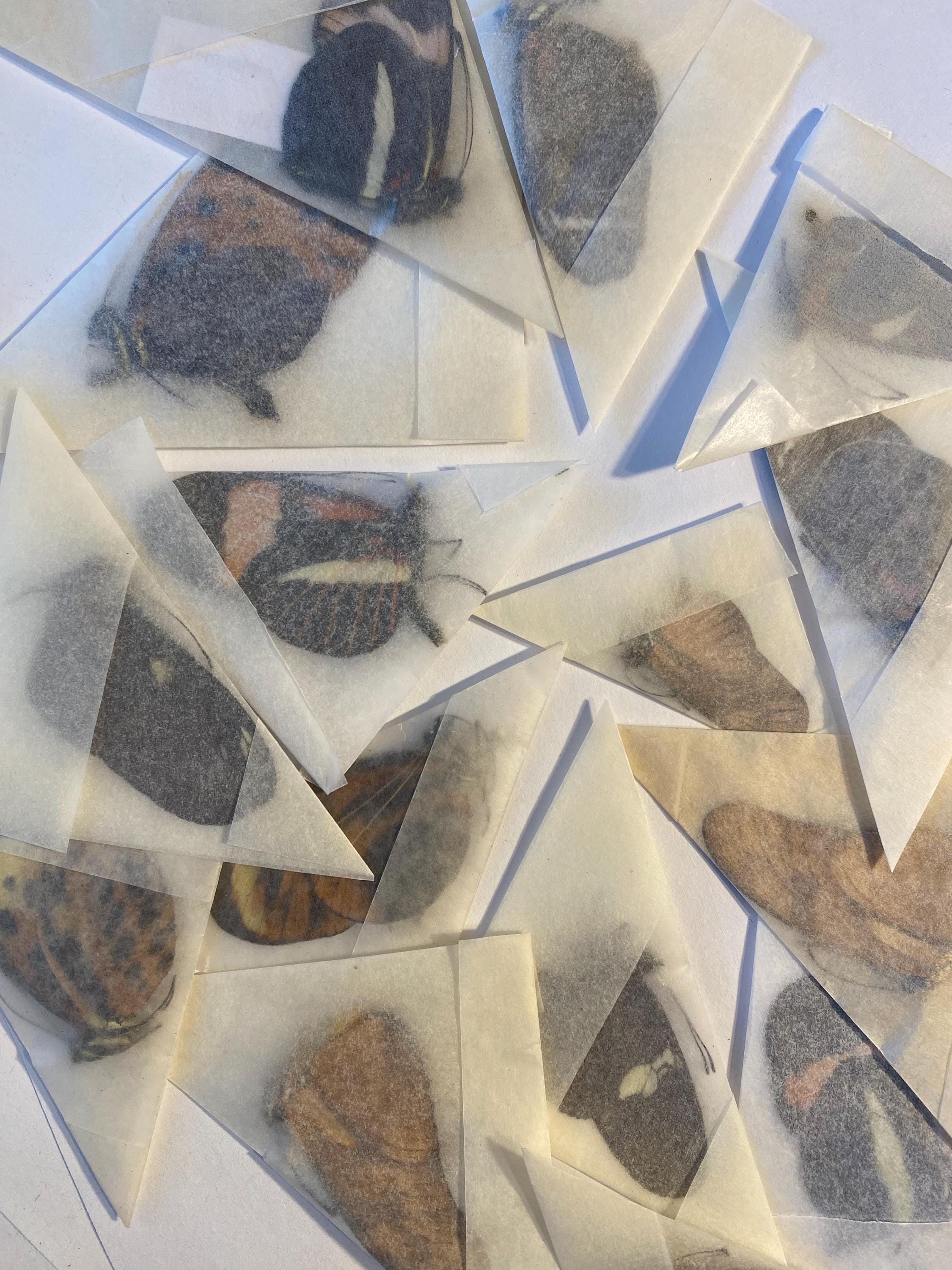 DIY Real Butterflies: Heliconiid Mix, 5 specimens, Papered