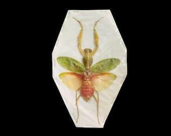 Giant Malaysian Shield Mantis, Rhombodera javana