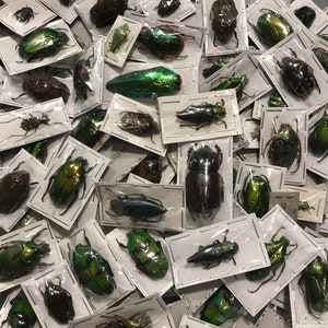 OVERSTOCK: Mixed Real Beetles, Package of 5