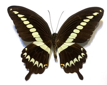 Mariposa cola de golondrina gigante real, Papilio gigon, para tu proyecto