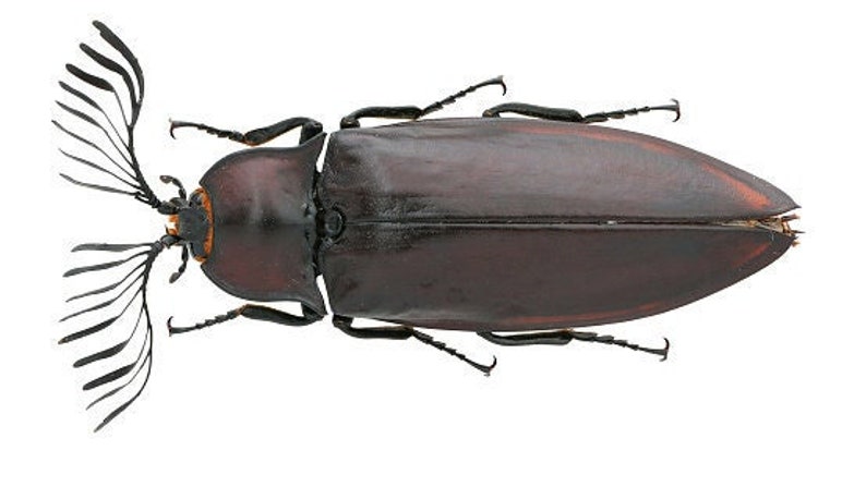 Giant Click Beetles, Oxynopterus auduoin, Real Dried Beetle Insect Unmounted image 1