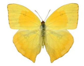 Real Phoebis rurina "Tailed Sulphur" Butterfly, spread for your project or laminated or unmounted