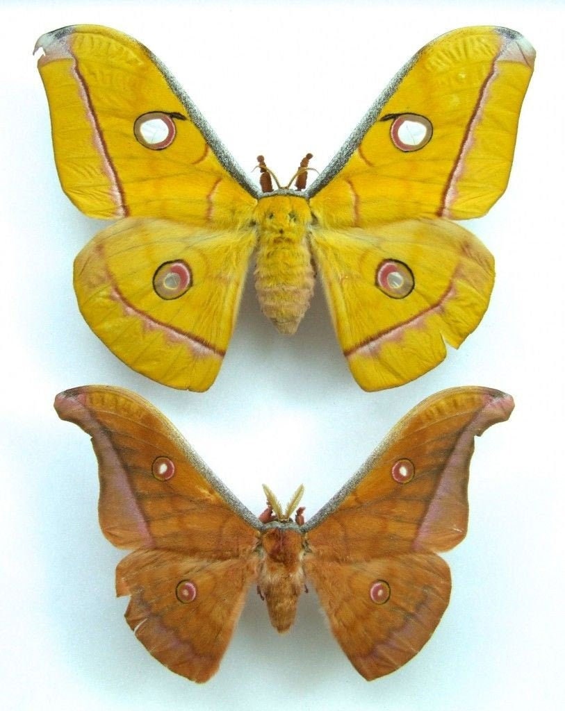 Yellow Silk Moth MALES, Antheraea jana, for your project DIY
