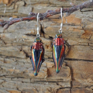 Floating Real Jewel Beetle Earrings, Cyphogastra javanica, similar to Moonrise Kingdom image 1