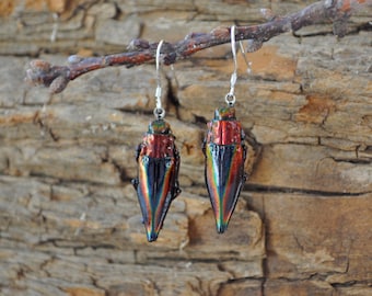 Floating Real Jewel Beetle Earrings, Cyphogastra javanica, similar to Moonrise Kingdom