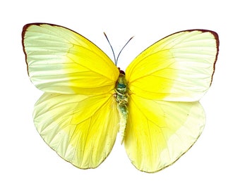 Real Phoebis statira "Statira Sulphur" Butterfly, spread for your project or laminated or unmounted