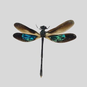 OVERSTOCK: Teal Glittering Damselfly, Real Dragonfly Euphaea variegata