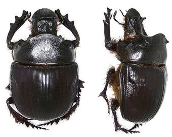 Real Giant Dung Beetles, H. bucephalus pairs