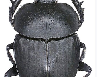 Real Black Scarab Beetle, Scarabaeus radama