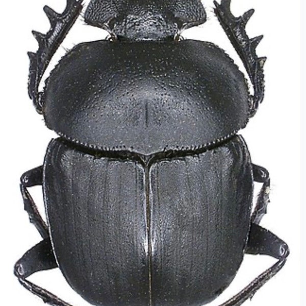 Real Black Scarab Beetle, Scarabaeus radama