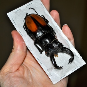 Giant Stag Beetles, Hexarthrius parryi males