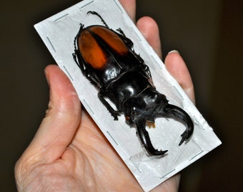 Giant Stag Beetles, Hexarthrius parryi males