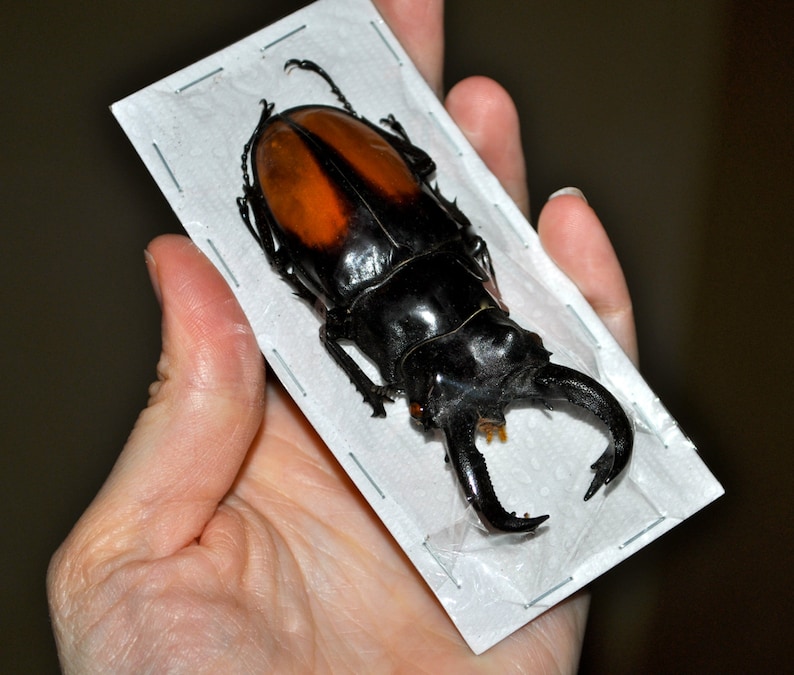 Giant Stag Beetles, Hexarthrius parryi males image 1