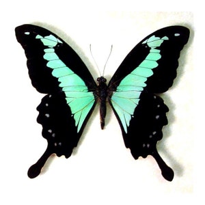 Real Papilio phorcas &quot;Mint Swallowtail&quot; Butterfly, spread for your project or laminated or unmounted